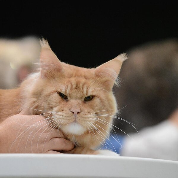 
									Katzenausstellung 2018: Bild 1
								