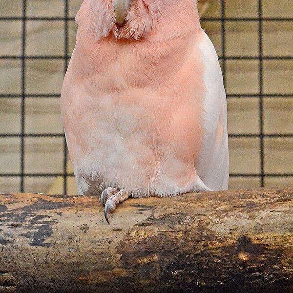 
									Vogelausstellung Sursee: Bild 18
								