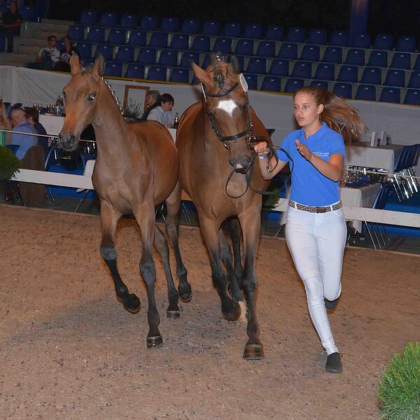 
									Sportfohlenauktion: Bild 1
								