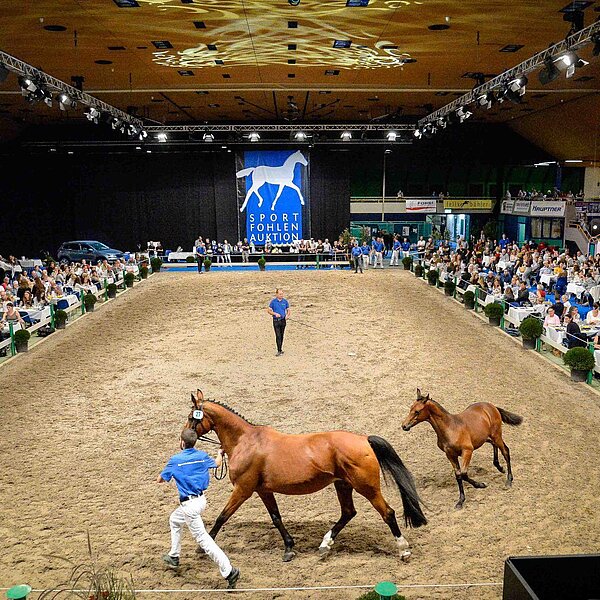 
									Sportfohlenauktion: Bild 8
								