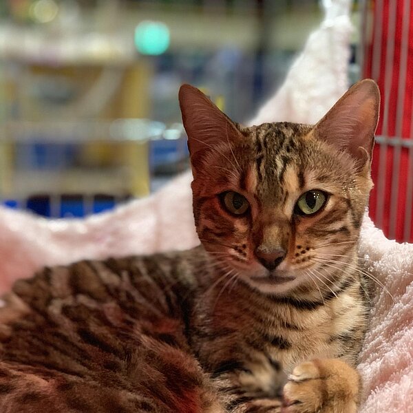 
									Katzenausstellung 2018: Bild 21
								