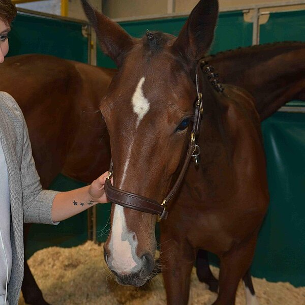 
									Sportfohlenauktion: Bild 3
								