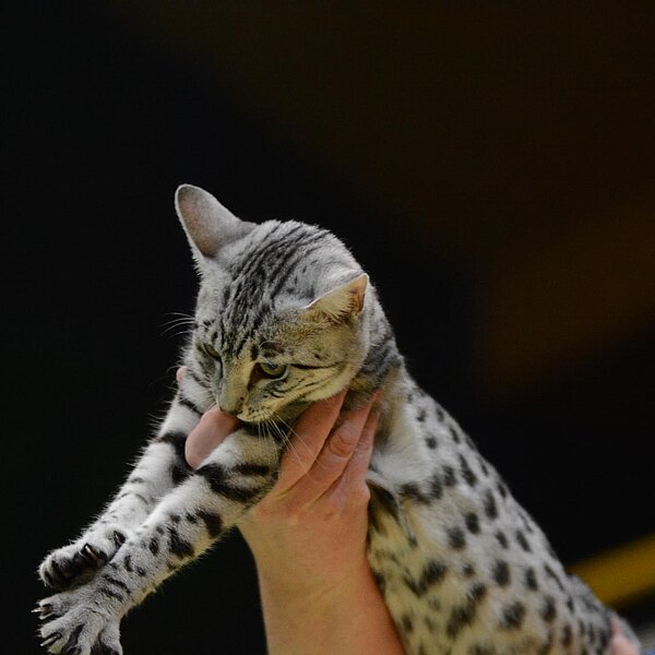 
									Katzenausstellung 2018: Bild 13
								