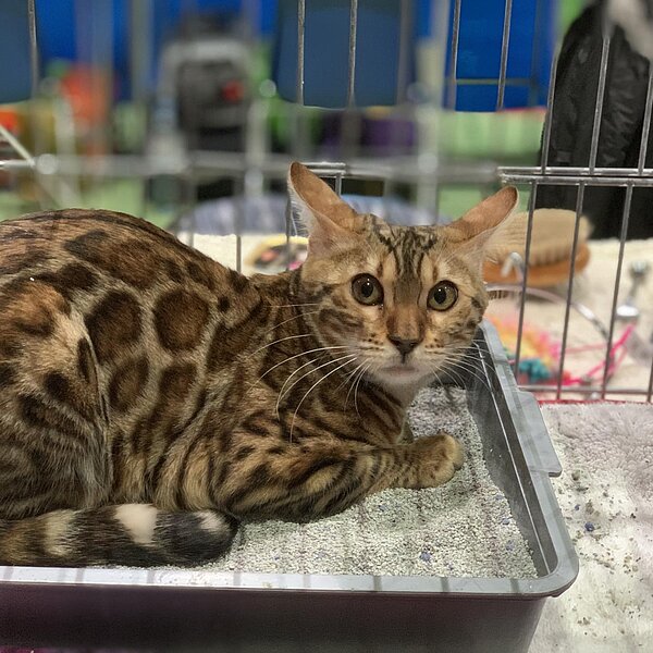 
									Katzenausstellung 2018: Bild 22
								