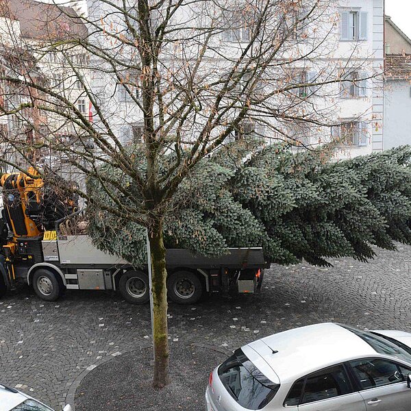 
									Nordmannstanne wanderte vom Denner vors Rathaus: Bild 2
								