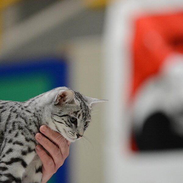 
									Katzenausstellung 2018: Bild 15
								