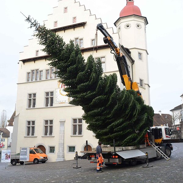 
									Nordmannstanne wanderte vom Denner vors Rathaus: Bild 14
								