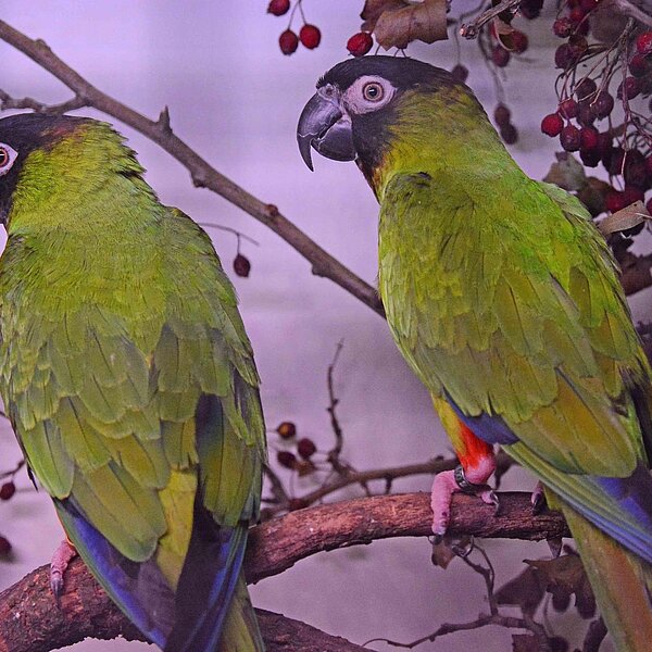 
									Vogelausstellung Sursee: Bild 5
								