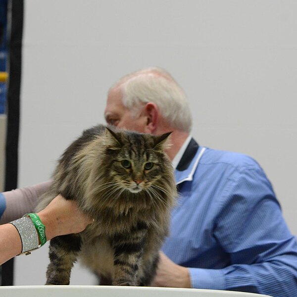 
									Katzenausstellung 2018: Bild 8
								
