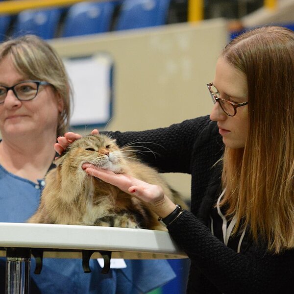 
									Katzenausstellung 2018: Bild 9
								
