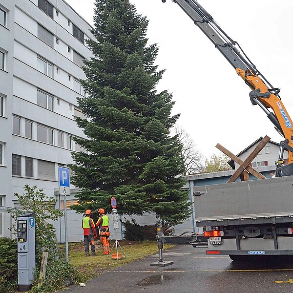 
									Nordmannstanne wanderte vom Denner vors Rathaus: Bild 9
								