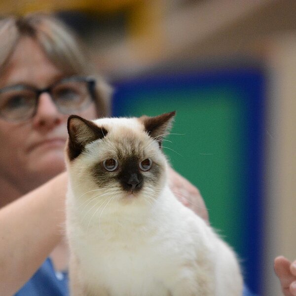 
									Katzenausstellung 2018: Bild 18
								