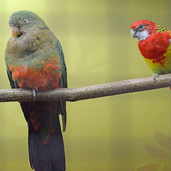 
									Vogelausstellung Sursee: Bild 7
								