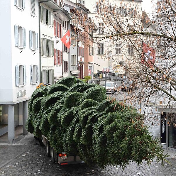 
									Nordmannstanne wanderte vom Denner vors Rathaus: Bild 15
								