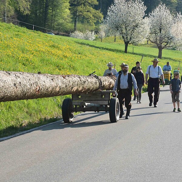 
									Historischer Baumtransport: Bild 13
								