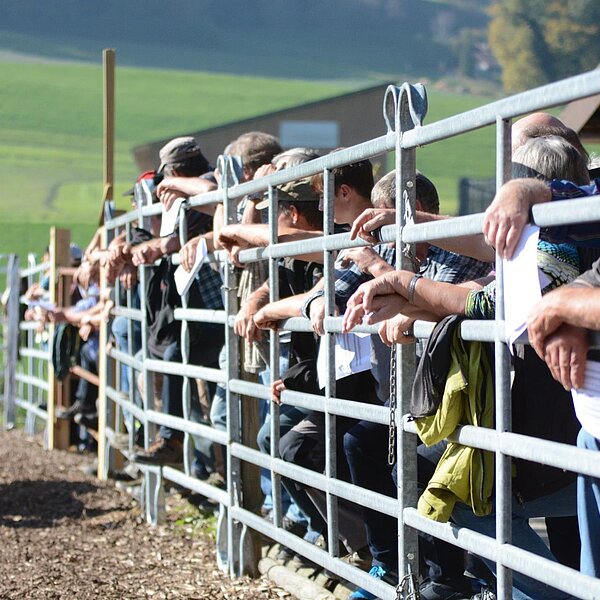 
									Jubiläumsviehschau Braunviehzuchtverein Surental: Bild 12
								