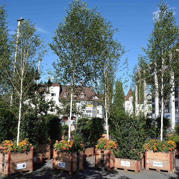 
									Stadt-Garten-Spiel Gewachsene Strukturen: Bild 7
								