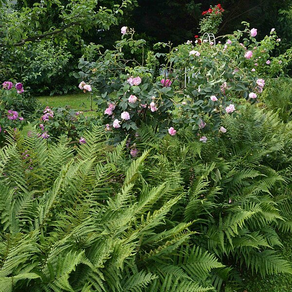
									«Sonntagsgarten»-Führung in Sursee: Bild 20
								
