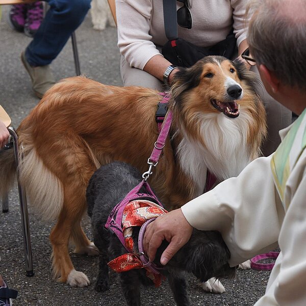 
									Diese zwei Hunde erhielten den Segen von Pfarreiseelsorger Wiederkehr. Bild: Foto Nicolas Arnold
								