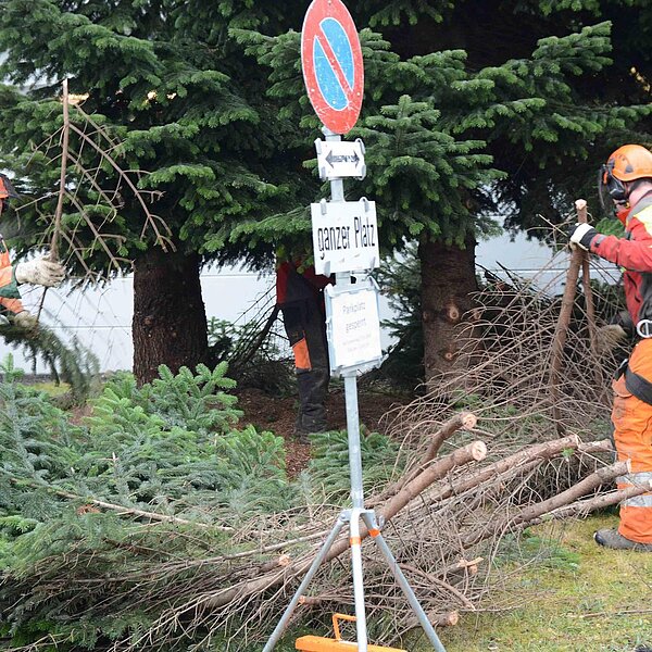
									Nordmannstanne wanderte vom Denner vors Rathaus: Bild 10
								