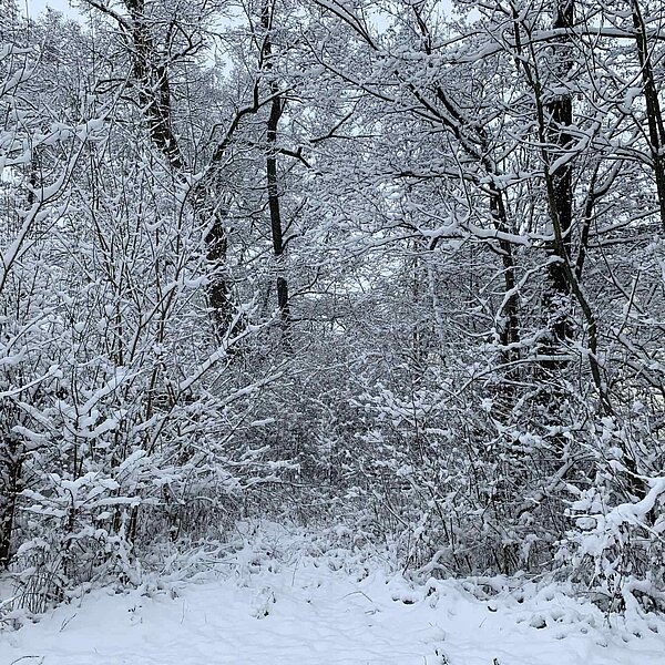
									Winter in der Region 2019: Bild 8
								