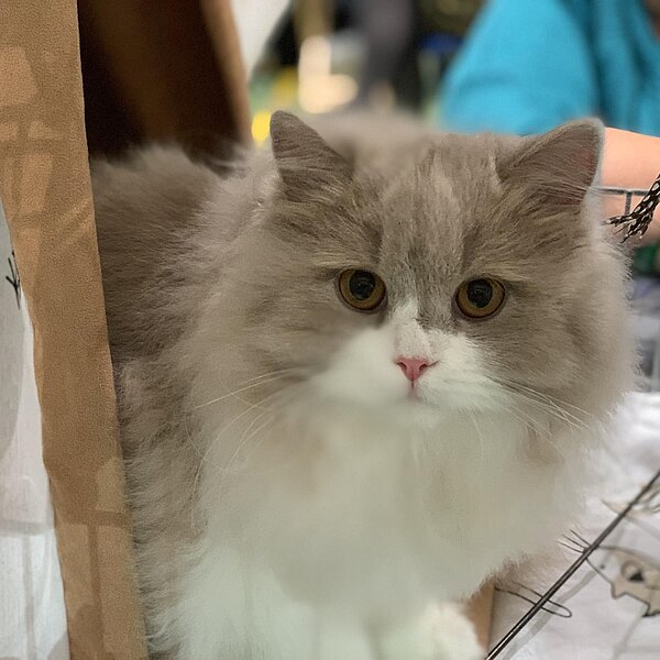 
									Katzenausstellung 2018: Bild 23
								