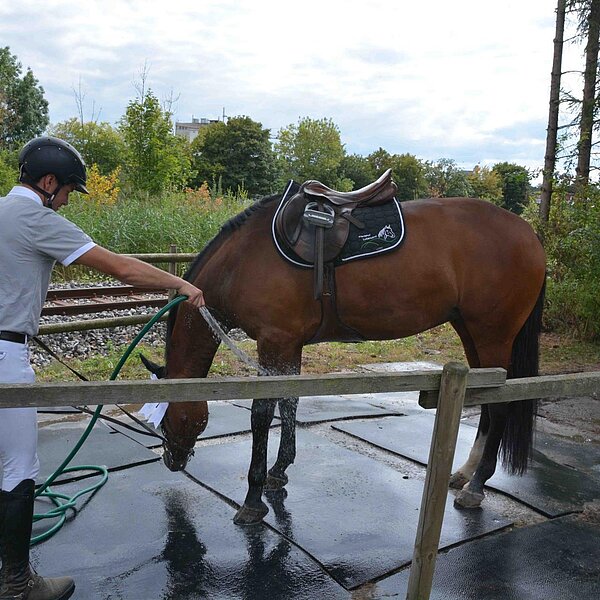 
									Pferdesporttage Sursee 2018: Bild 3
								