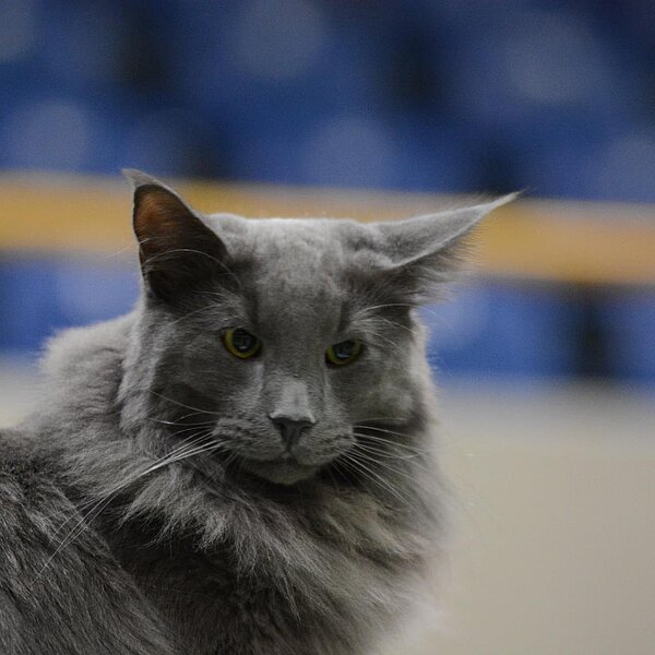 
									Katzenausstellung 2018: Bild 12
								