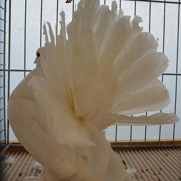 
									Kleintierausstellung im Campus Sursee: Bild 9
								