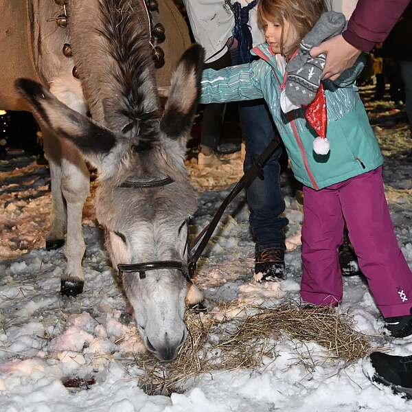 
									Das Eseli in Oberkirch genoss die Streicheleinheiten. Bild: Foto Werner Mathis
								