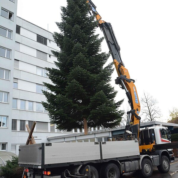 
									Nordmannstanne wanderte vom Denner vors Rathaus: Bild 8
								